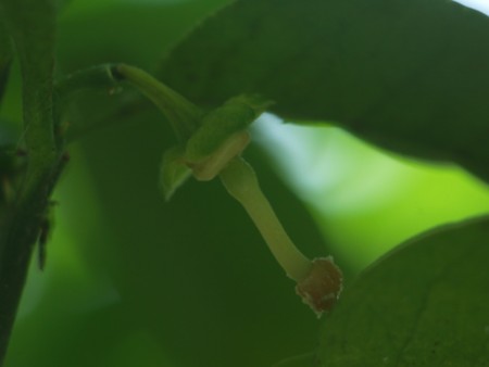 f:id:tanukithi:20100523125018j:image:w360