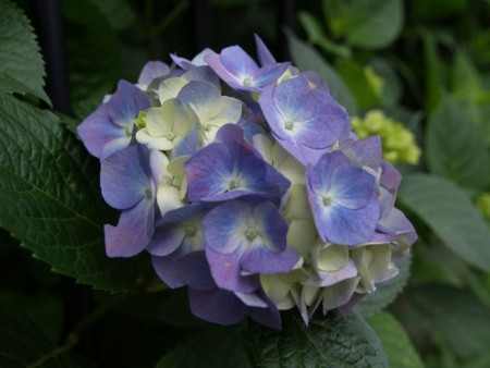 f:id:tanukithi:20100610164631j:image:w360
