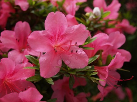 f:id:tanukithi:20100610164632j:image:w360