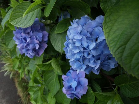 f:id:tanukithi:20100625232236j:image:w360