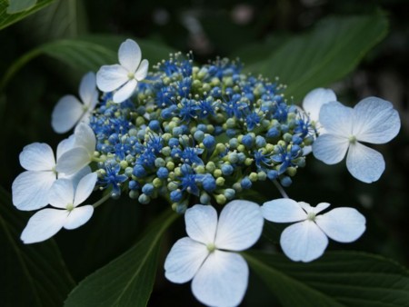f:id:tanukithi:20100625232237j:image:w360