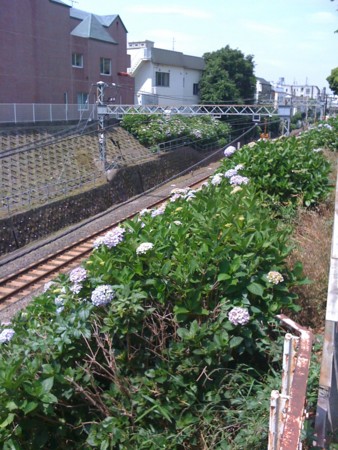 f:id:tanukithi:20110609100317j:image