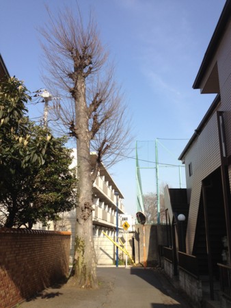 f:id:tanukithi:20120402153006j:image
