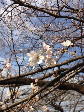 f:id:tanukithi:20160320160506j:image
