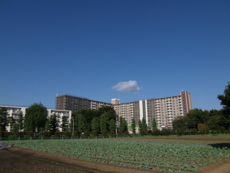 f:id:tanukithi:20170910153559j:image