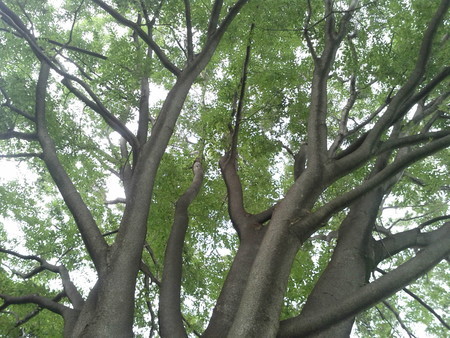 f:id:tanukithi:20190802122200j:plain