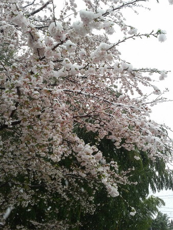 f:id:tanukithi:20200329114300j:plain