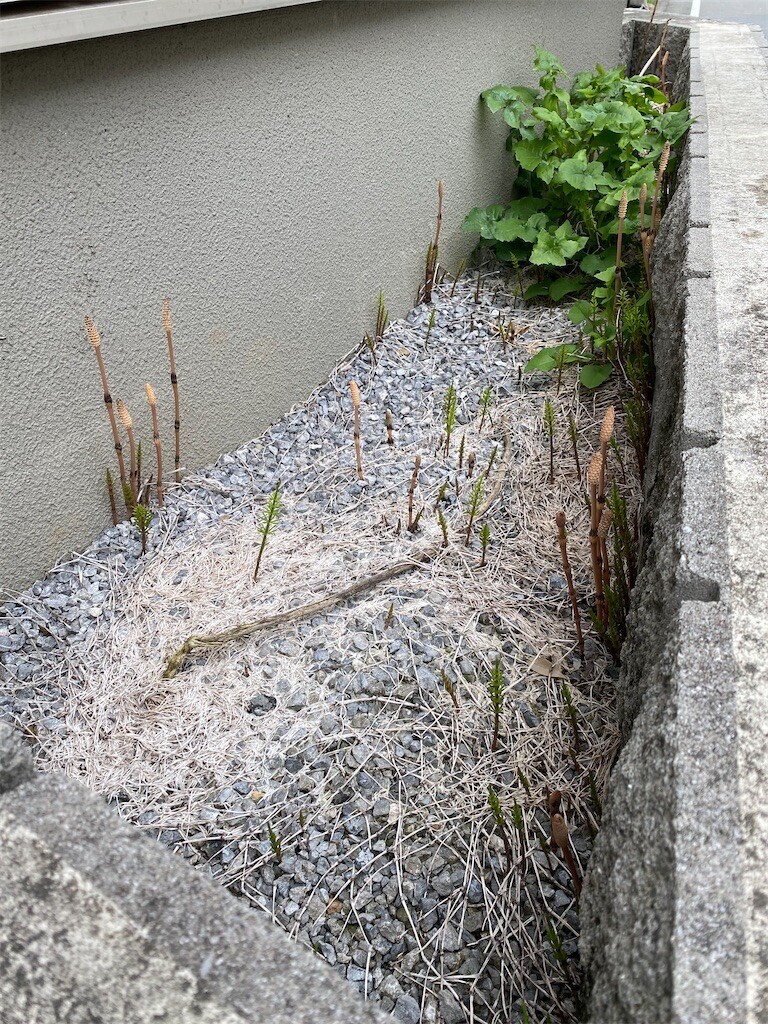 f:id:tanukithi:20240328140452j:image