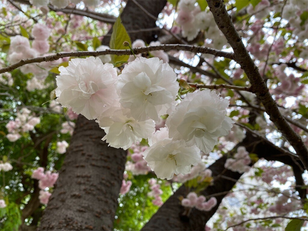 f:id:tanukithi:20240418132654j:image