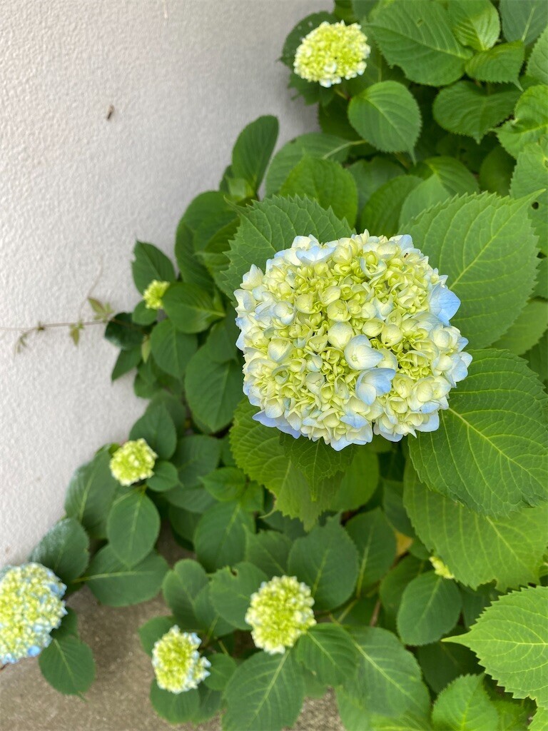 f:id:tanukithi:20240519215436j:image
