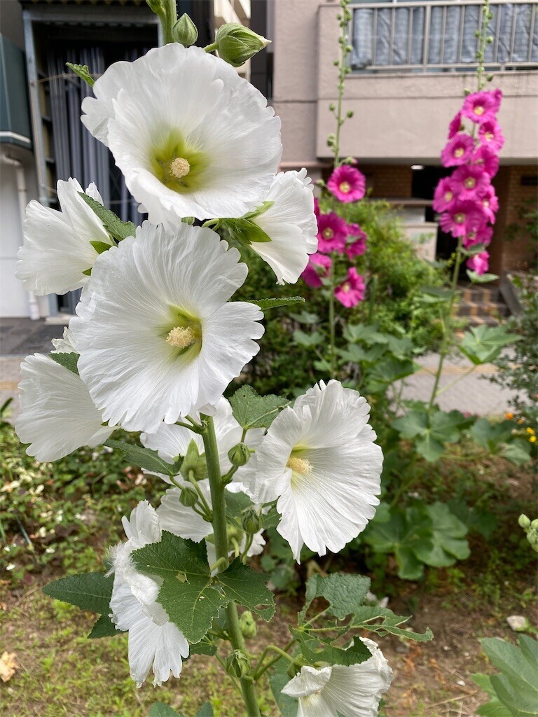 f:id:tanukithi:20240525153337j:image