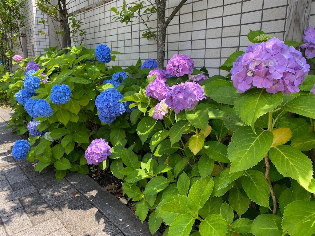 f:id:tanukithi:20240604140820j:image