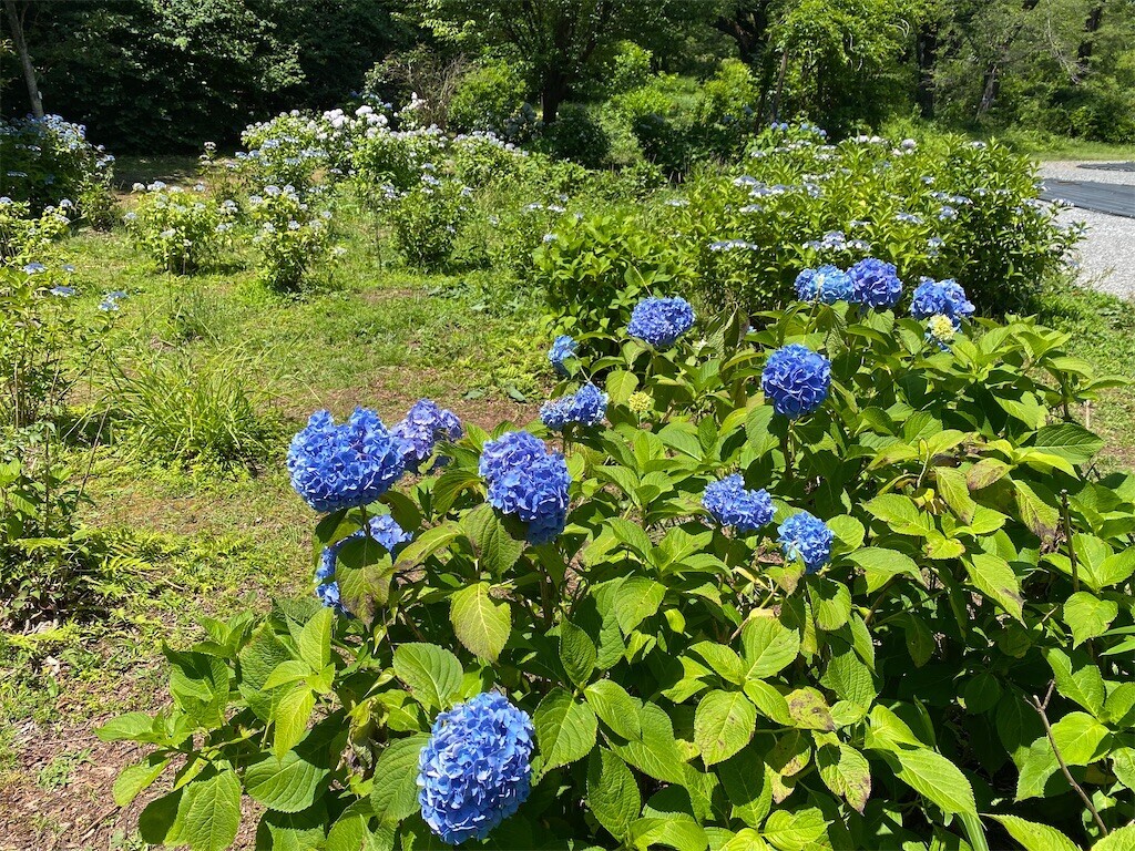 f:id:tanukithi:20240608123349j:image