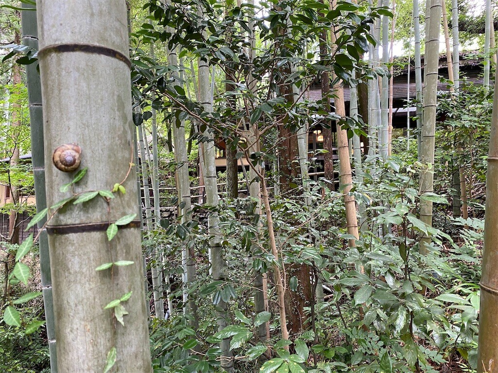 f:id:tanukithi:20240714173822j:image