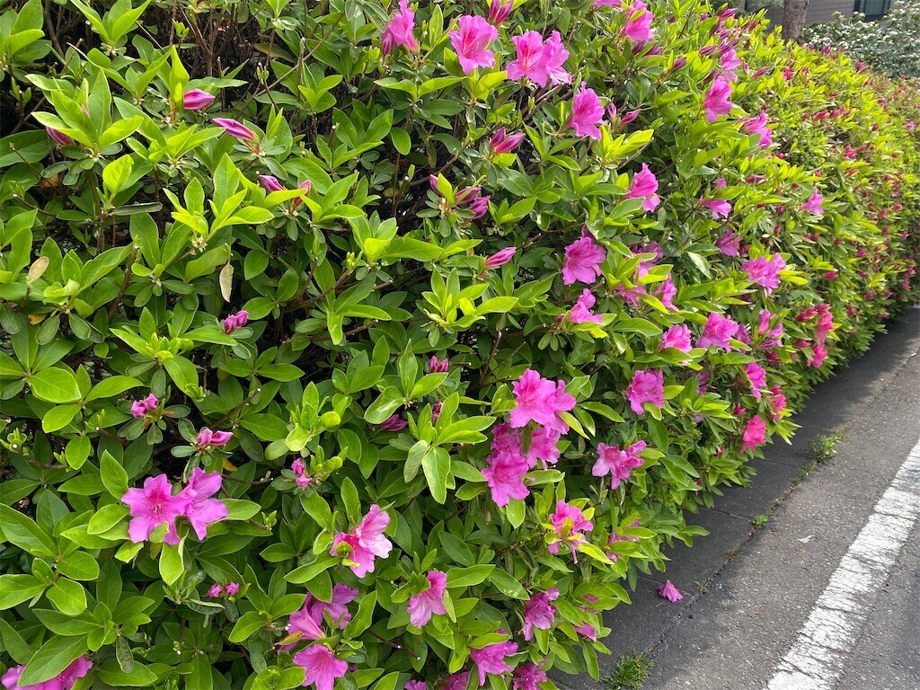 f:id:tanukithi:20250418085155j:image