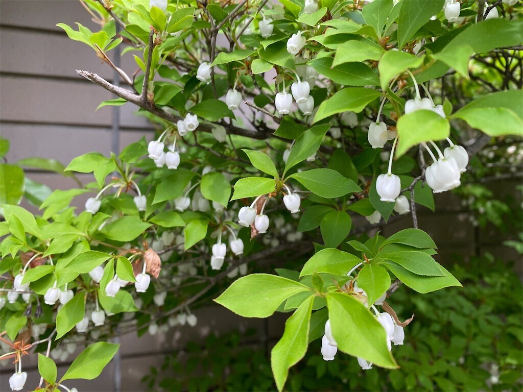 f:id:tanukithi:20250418093643j:image