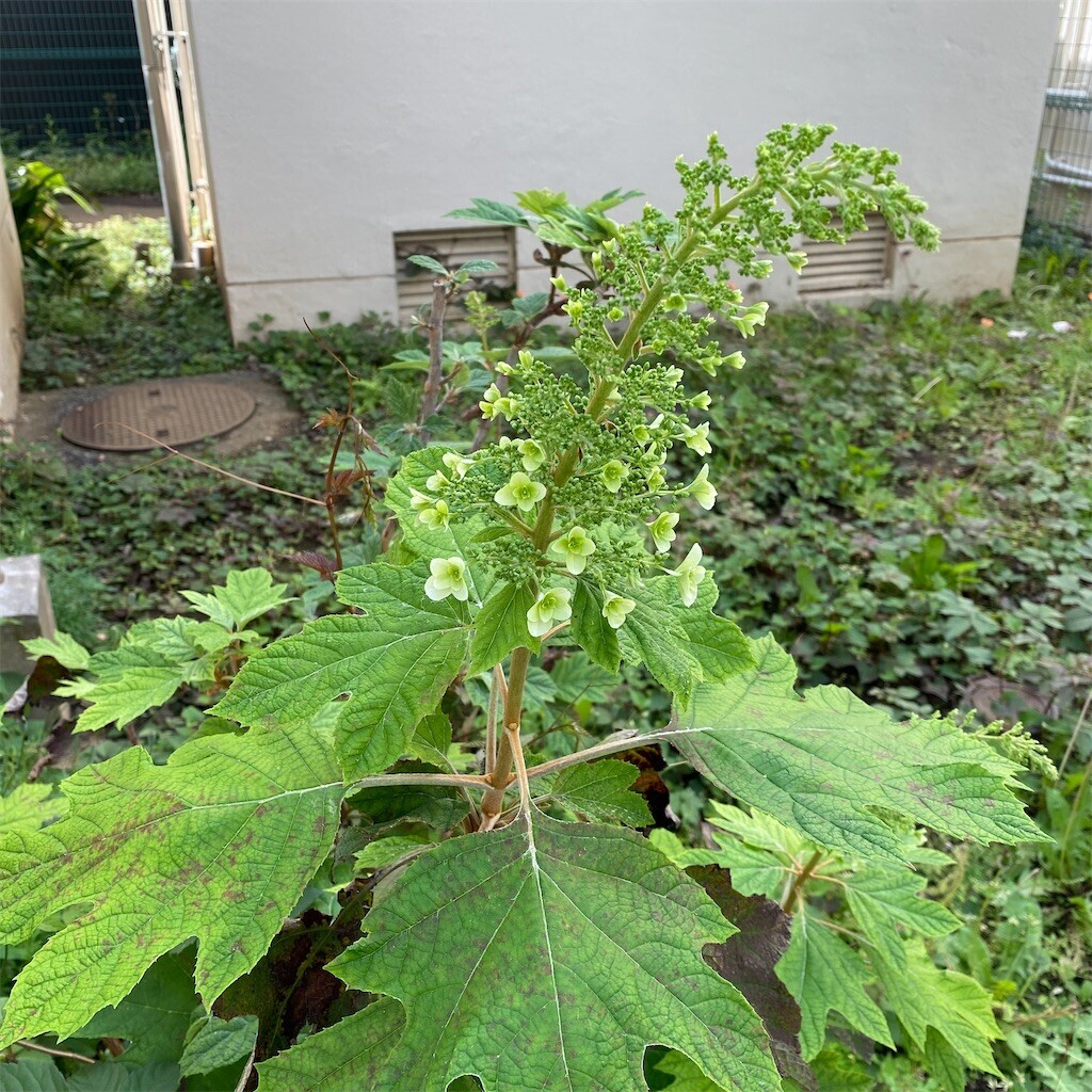 f:id:tanukithi:20250513084842j:image