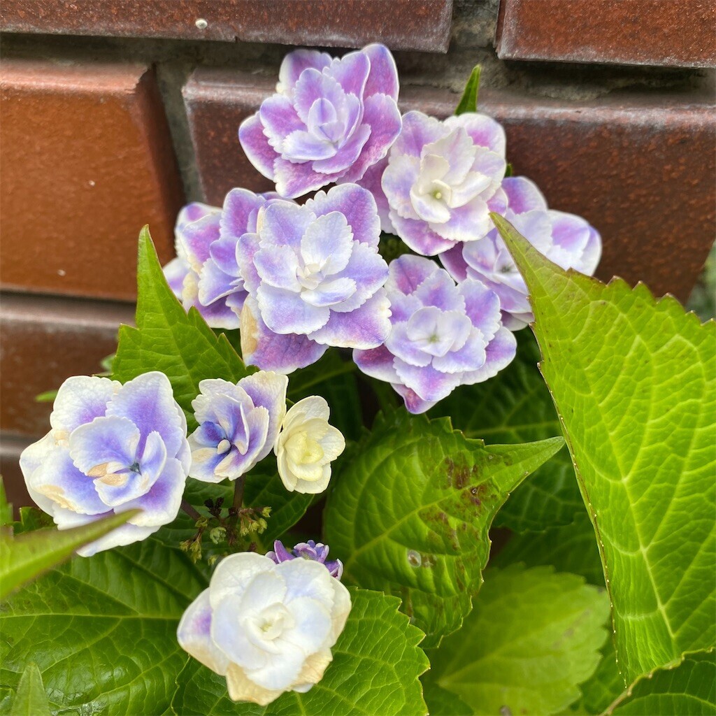 f:id:tanukithi:20250602111223j:image