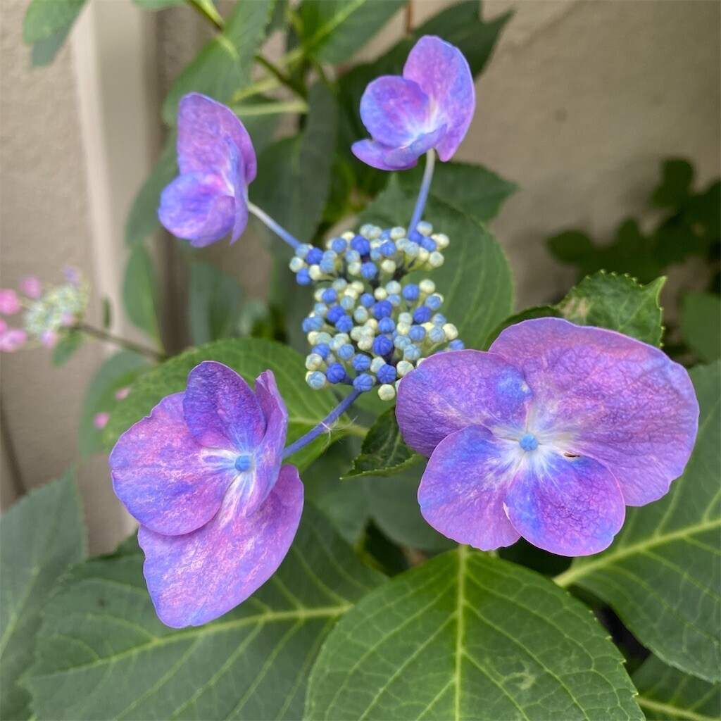 f:id:tanukithi:20250602130716j:image
