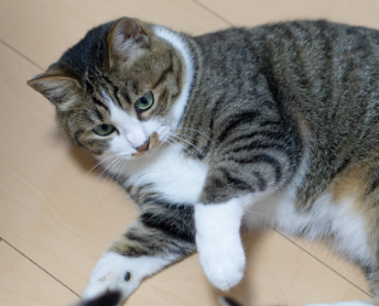 f:id:tanukitikun-x:20190705135132p:plain