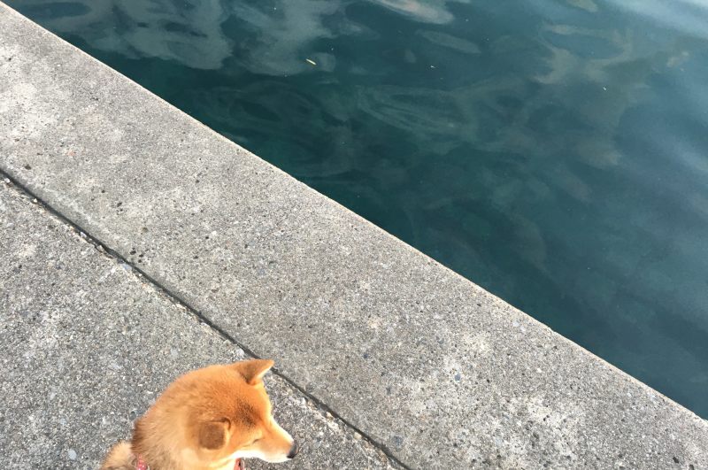 f:id:tanukorori:20190106012342j:plain