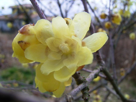 f:id:tanuo:20090131121245j:image f:id:tanuo:20090131121245j:image