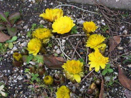 f:id:tanuo:20090131121501j:image f:id:tanuo:20090131121501j:image