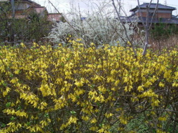 f:id:tanuo:20090320113426j:image