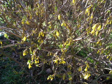 f:id:tanuo:20100314082714j:image