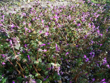 f:id:tanuo:20100314082755j:image