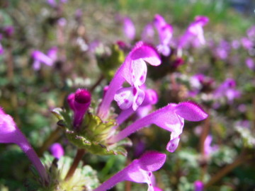 f:id:tanuo:20100314082856j:image f:id:tanuo:20100314082856j:image