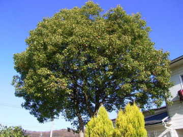 f:id:tanuo:20100314082957j:image f:id:tanuo:20100314082957j:image