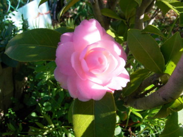 f:id:tanuo:20100314083310j:image