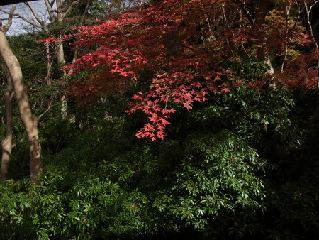 f:id:tanuo:20181205132450j:image f:id:tanuo:20181205132450j:image