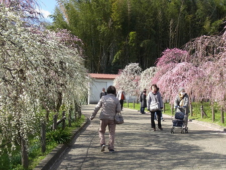 f:id:tanuo:20190308092241j:image f:id:tanuo:20190308092241j:image