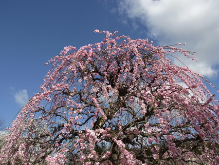 f:id:tanuo:20190308092909j:image f:id:tanuo:20190308092909j:image