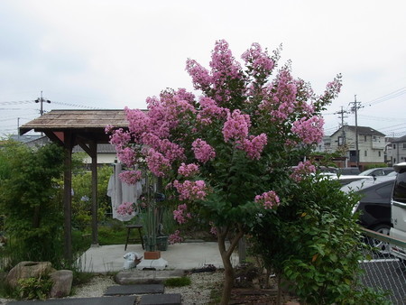 f:id:tanuo:20190703113409j:image