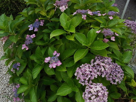 f:id:tanuo:20190703113417j:image