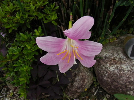 f:id:tanuo:20190703113536j:image