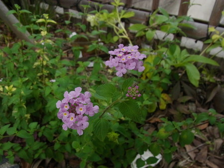 f:id:tanuo:20190703113619j:image