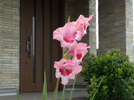 f:id:tanuo:20190709104907j:image