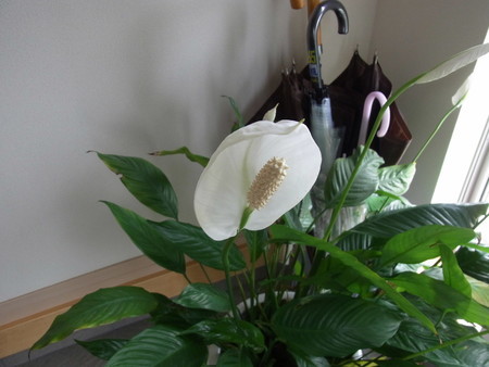 f:id:tanuo:20190709105220j:image