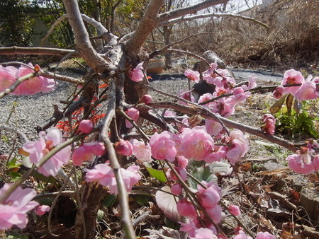 f:id:tanuo:20210228104138j:image