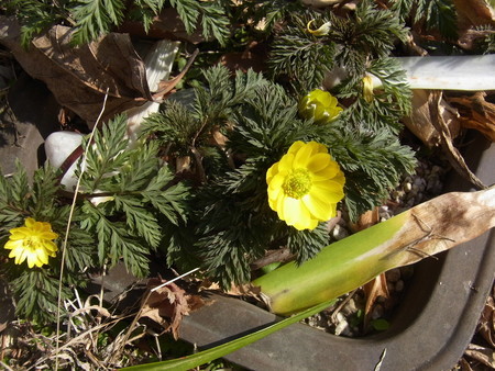 f:id:tanuo:20210228104520j:image