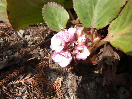 f:id:tanuo:20210228104800j:image