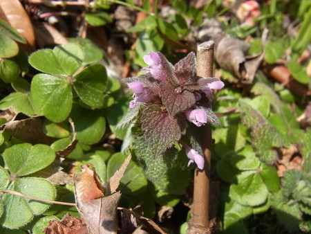 f:id:tanuo:20210228104855j:image