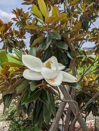 f:id:tanuo:20210710144714j:plain