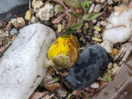 f:id:tanuo:20220213133034j:plain