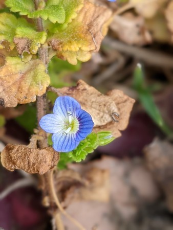 f:id:tanuo:20220221130834j:plain