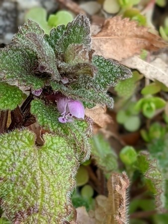 f:id:tanuo:20220221130853j:plain